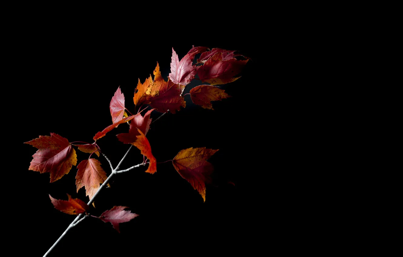 Фото обои осень, листья, фон, ветка