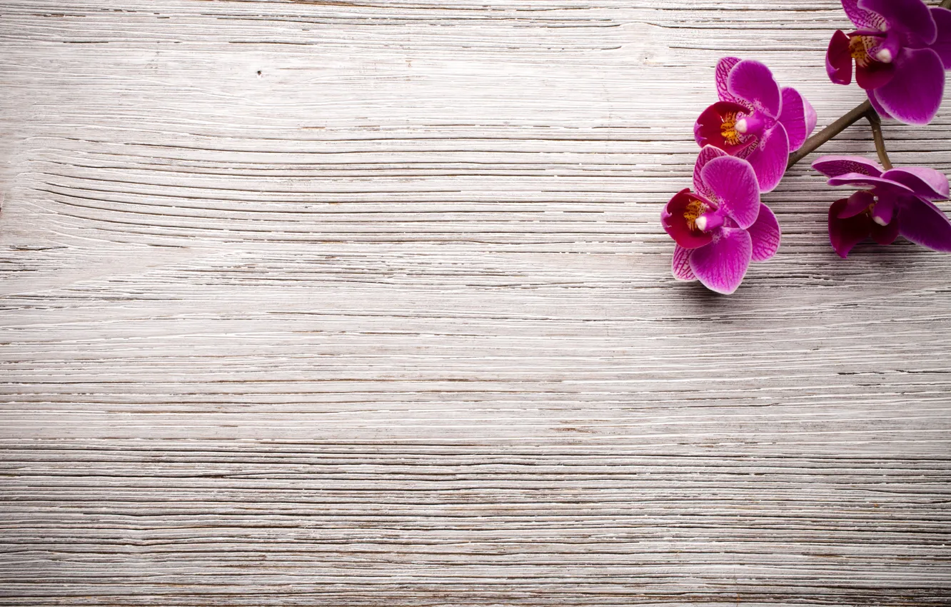 Фото обои wood, орхидея, flowers, orchid