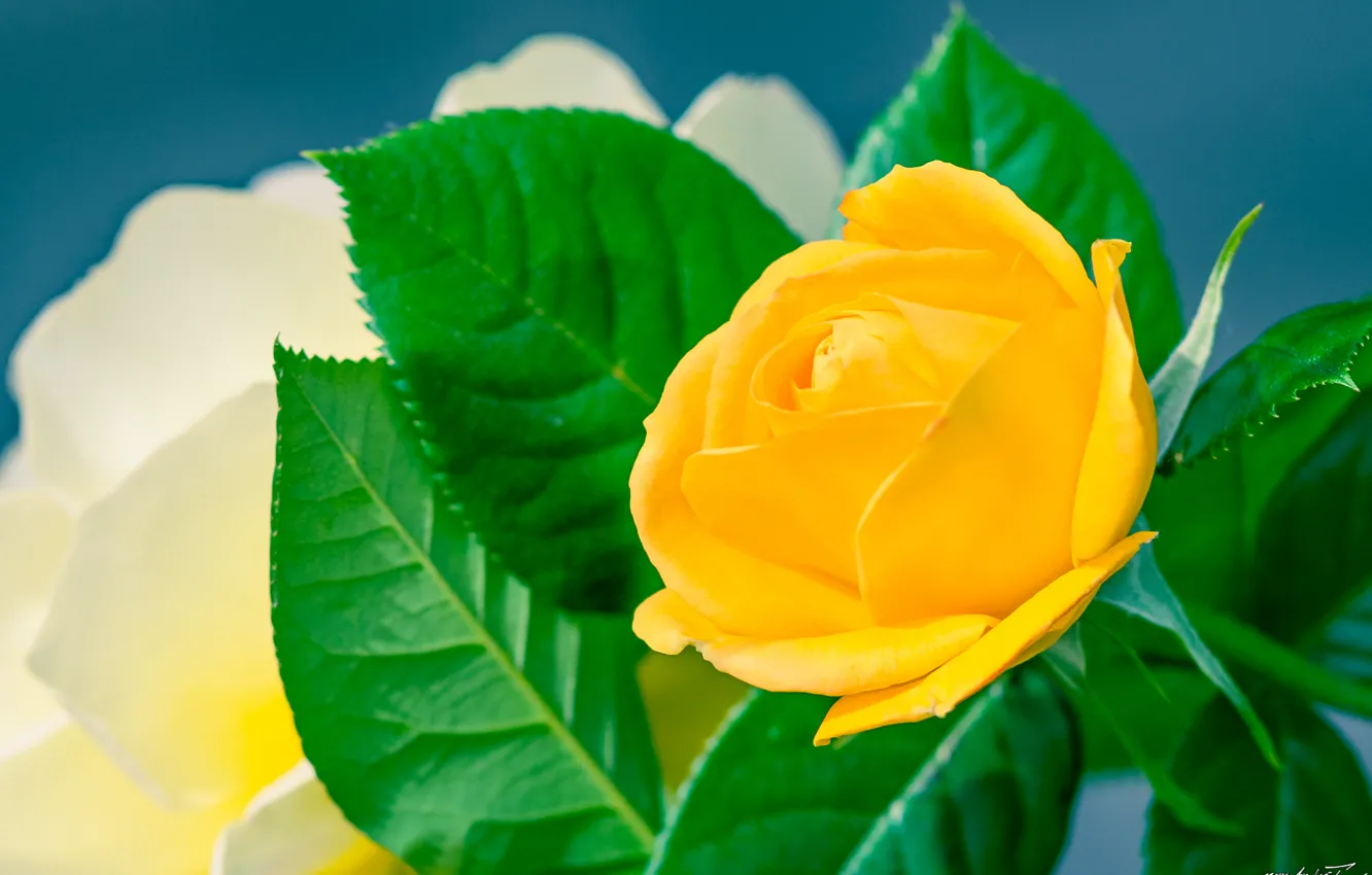 Фото обои макро, роза, жёлтая роза