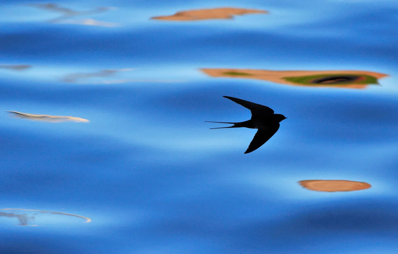 Фото обои вода, птица, Шотландия, силуэт, ласточка, Беруикшир