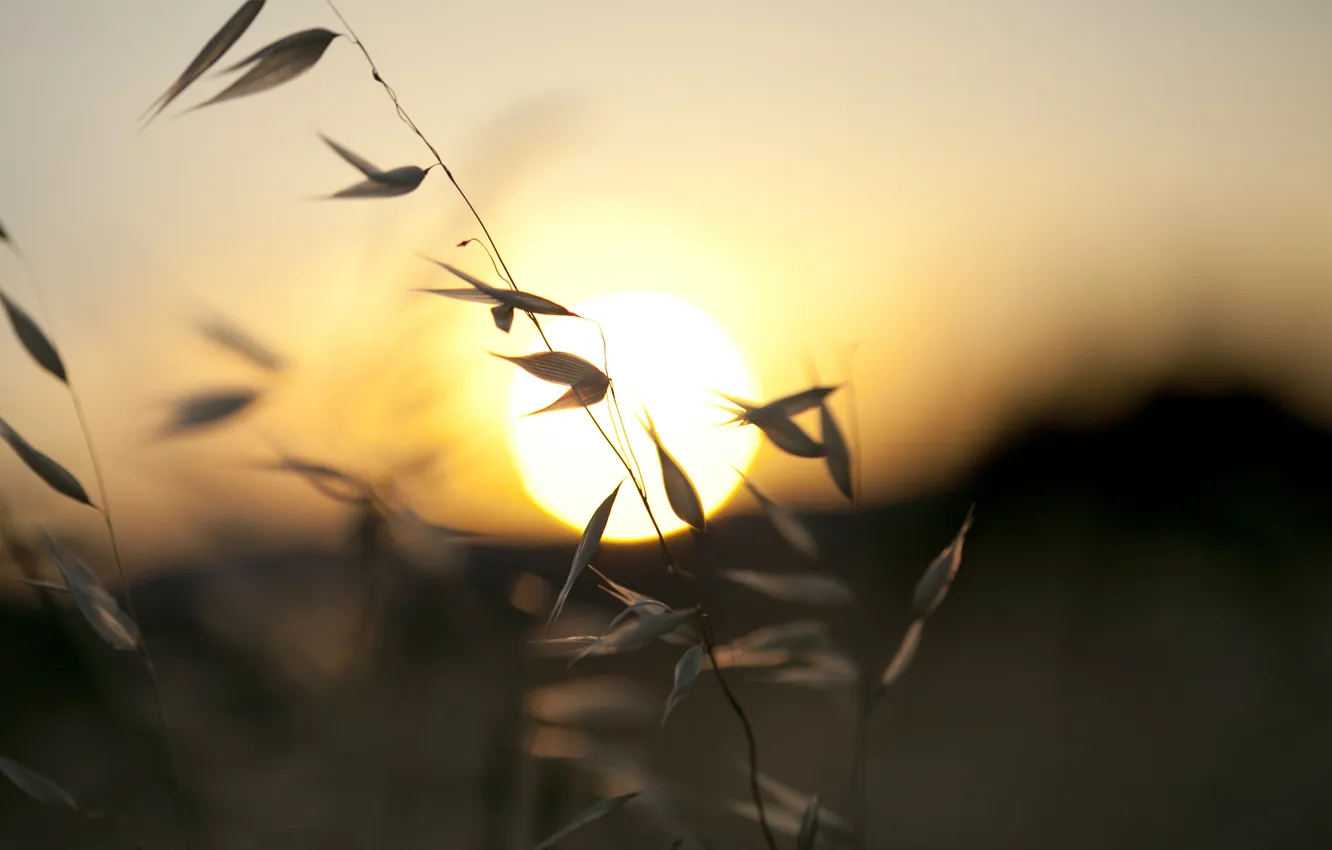 Фото обои лето, трава, солнце, макро, закат
