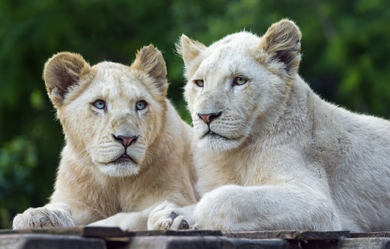 Фото обои кошки, пара, львята, белый лев, ©Tambako The Jaguar