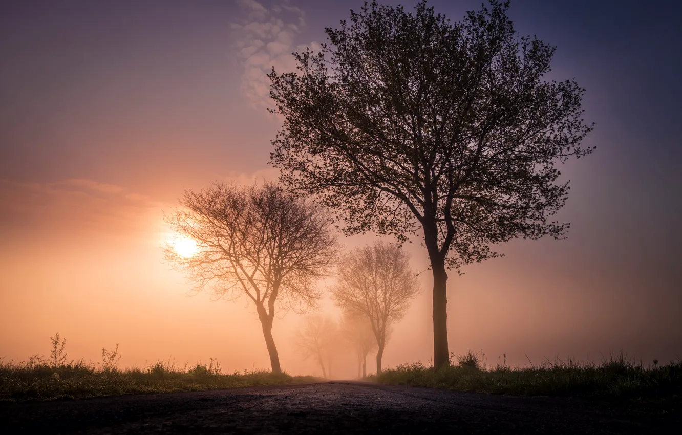 Фото обои дорога, деревья, туман