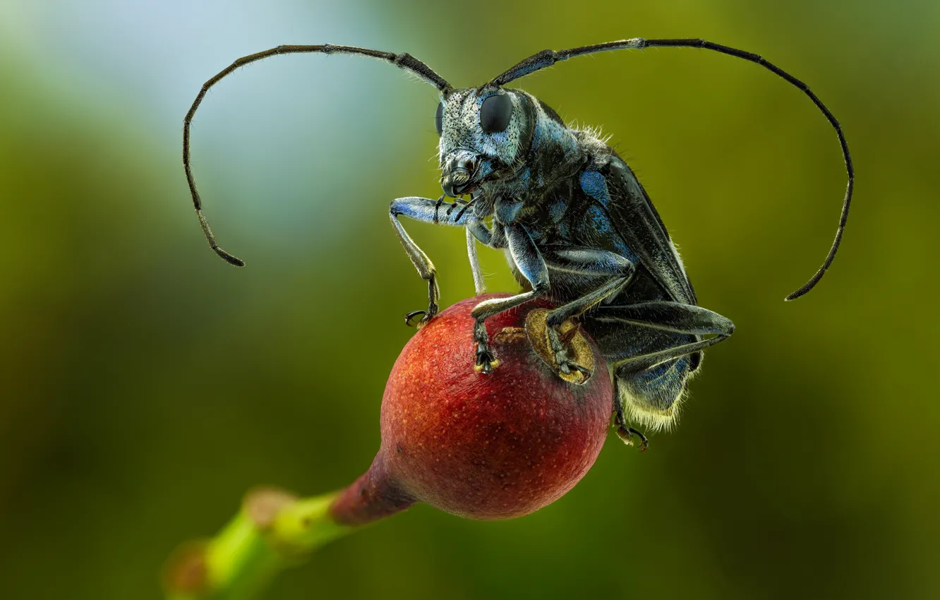 Фото обои макро, крупный план, насекомое, close-up, macro, размытый фон, insect, blurred background