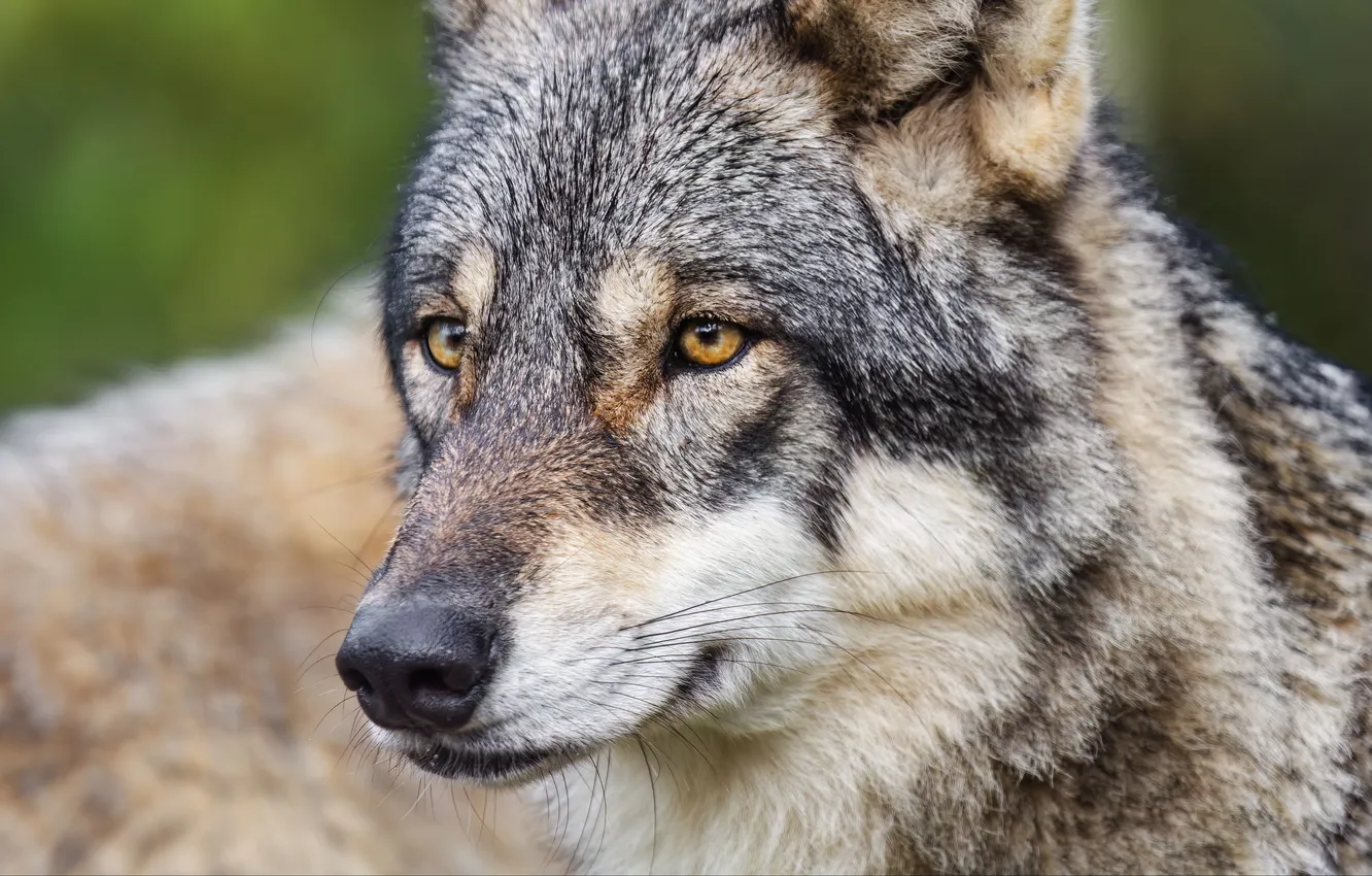 Фото обои nature, face, animal, wolf, wildlife, head, fur, mammal