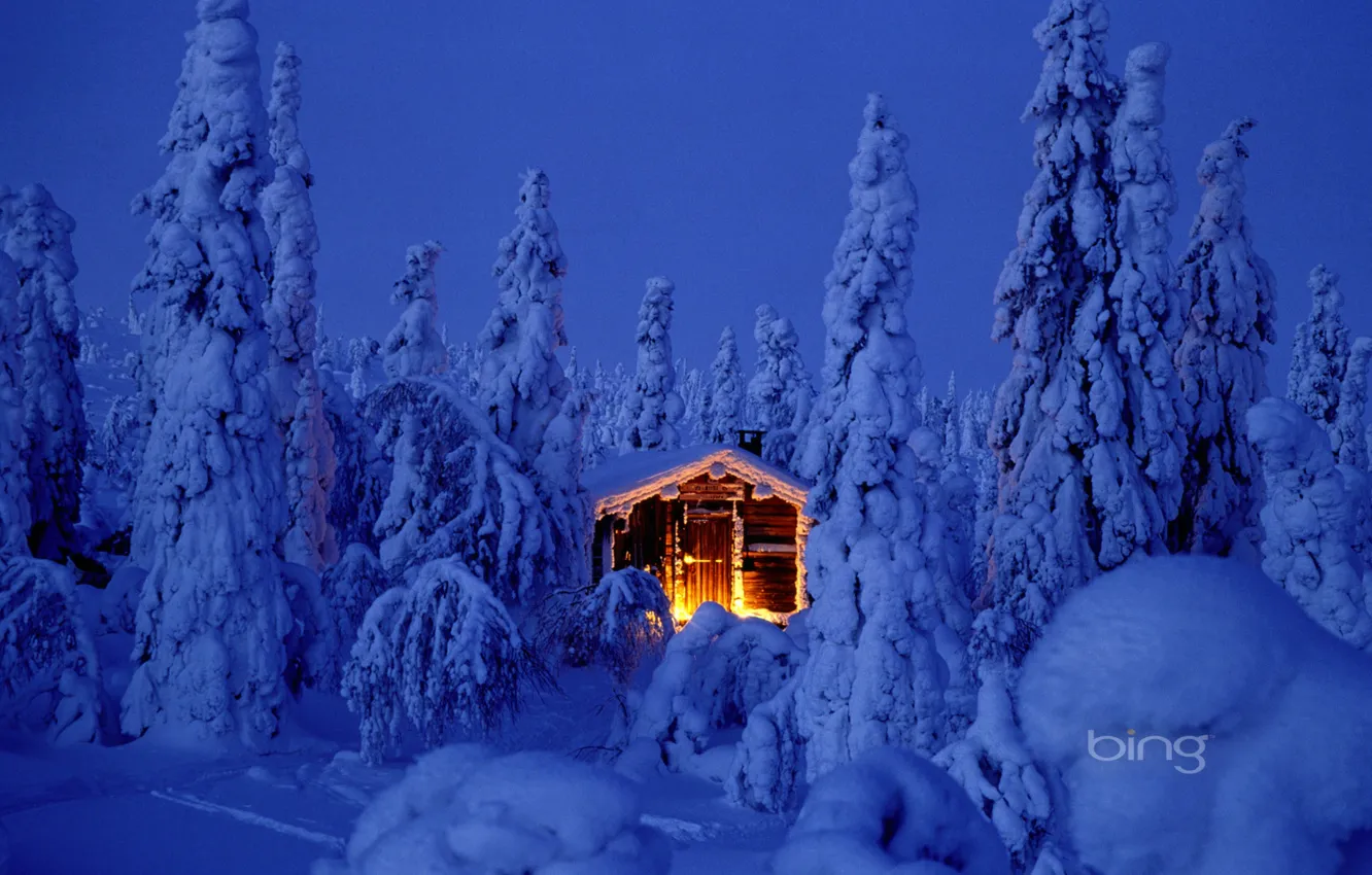 Фото обои лес, небо, свет, снег, ночь, природа, огни, елка