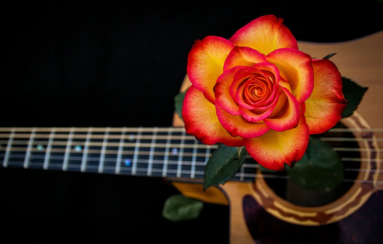 Фото обои роза, гитара, струны