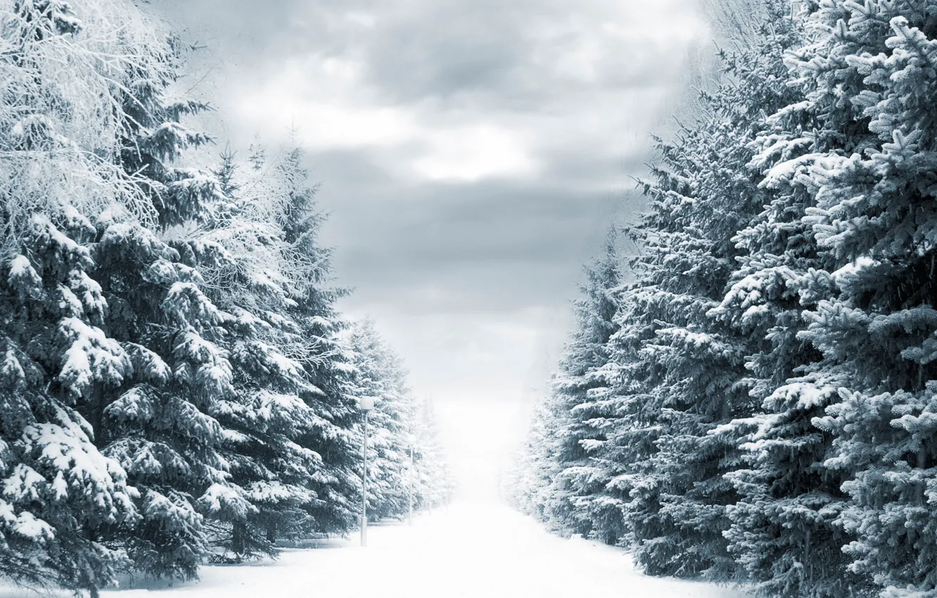 Фото обои зима, дорога, снег, деревья, фонари, Winter way