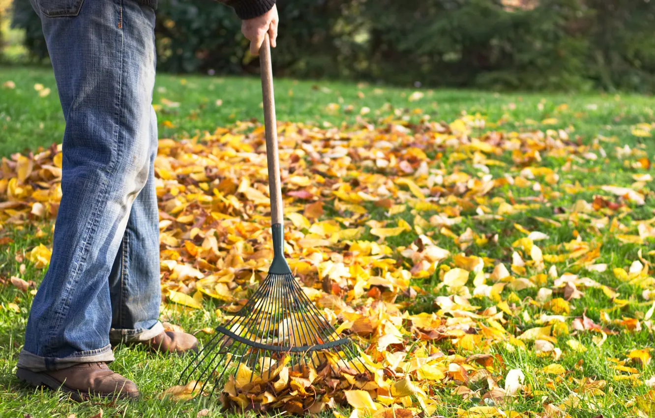 Фото обои autumn, leaves, rake
