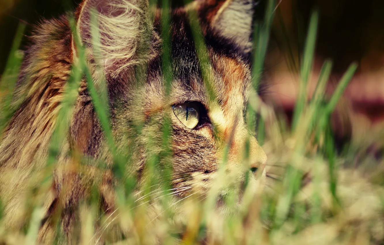 Фото обои кошка, трава, охота, травинки, трехцветная, пятнистая