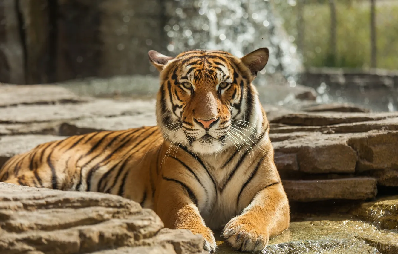 Фото обои морда, тигр, отдых, хищник, лапы, дикая кошка