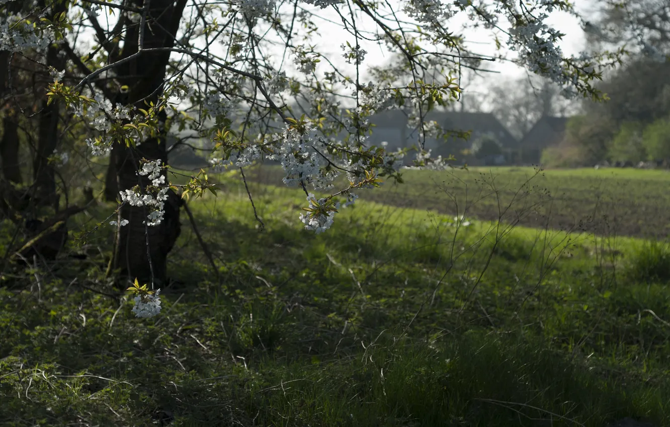 Фото обои деревня, яблоня, цветение