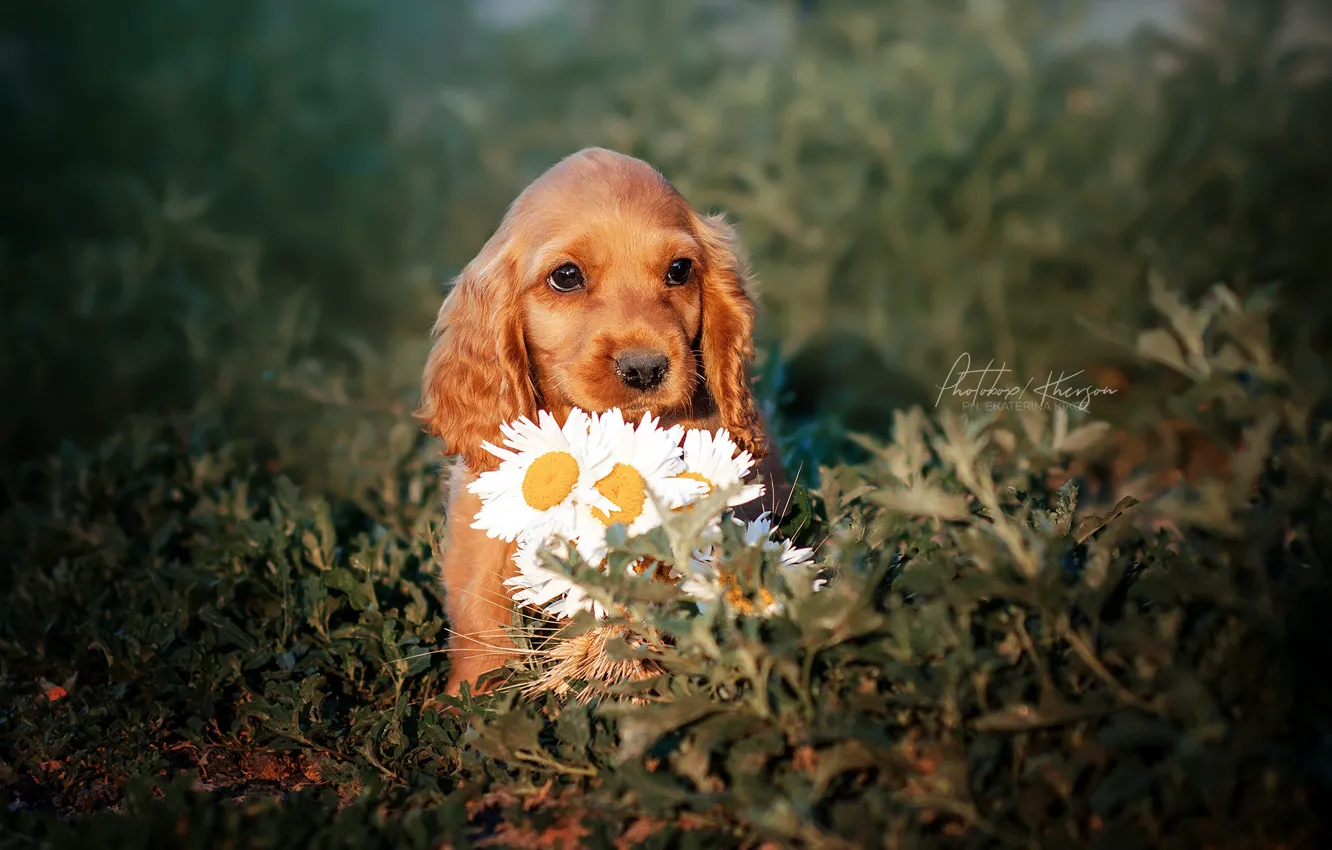 Фото обои цветы, ромашки, щенок, мордашка, пёсик, Екатерина Кикоть
