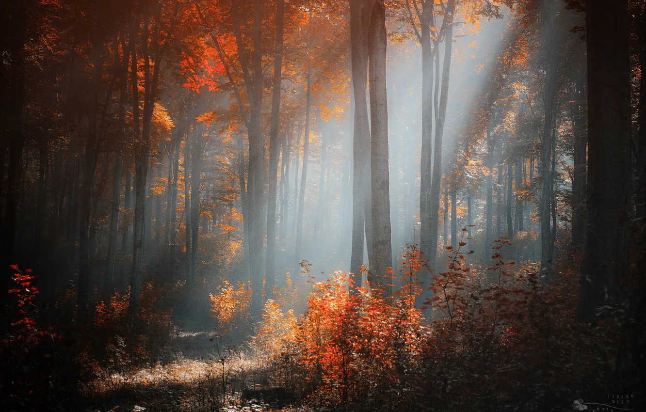 Фото обои осень, лес, свет, деревья, кусты, солнечный, Ildiko Neer