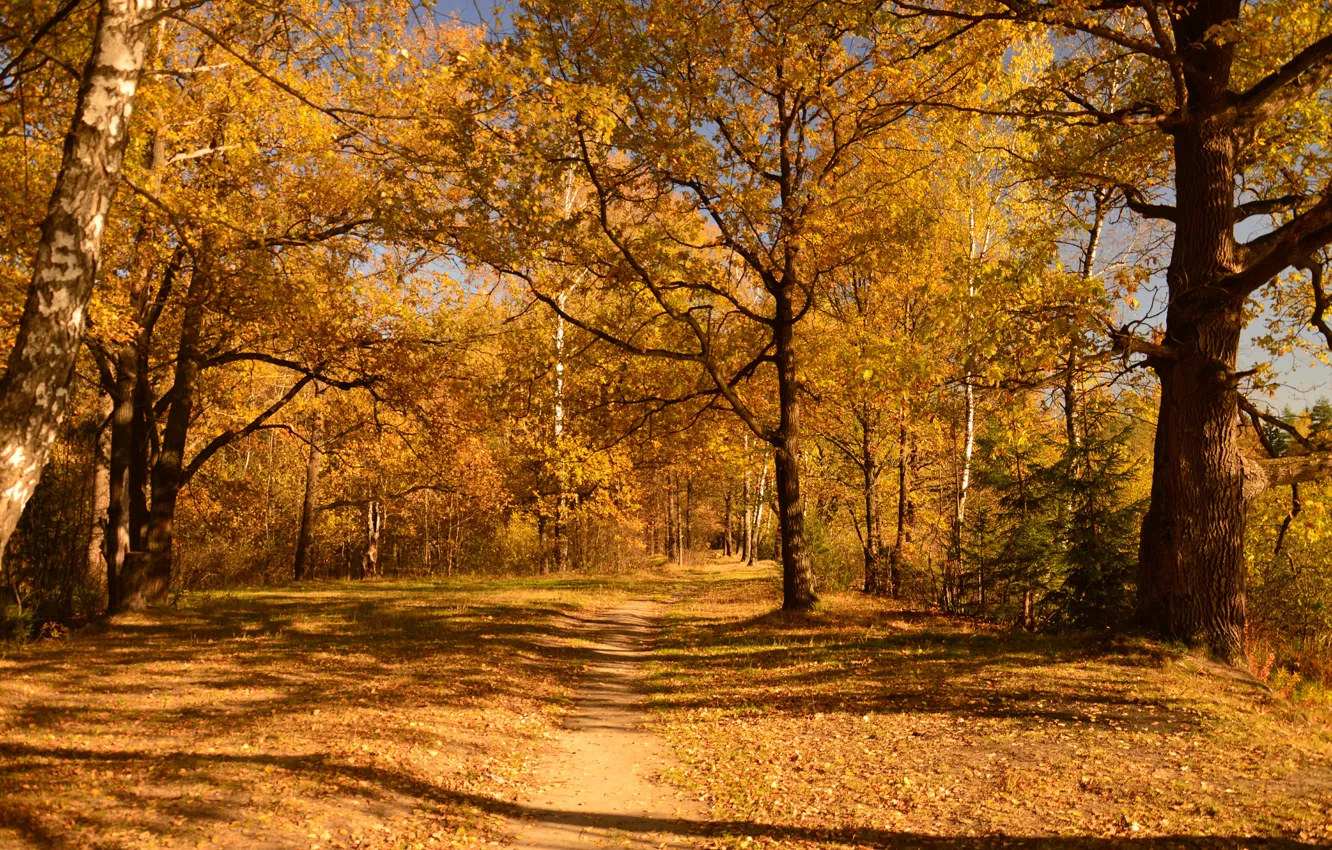 Фото обои Осень, Деревья, Тропа, Fall, Autumn, Золотая осень, Trees, Golden autumn