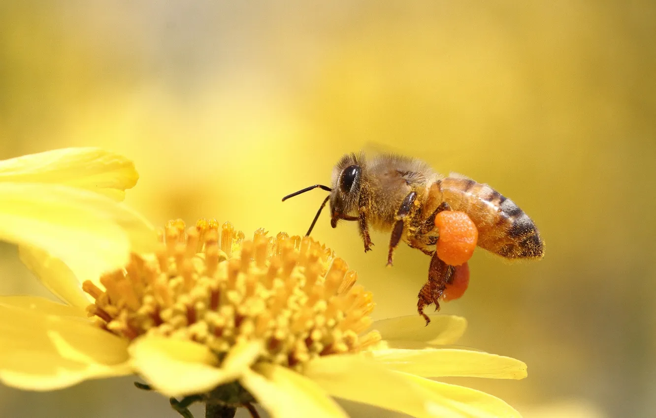 Фото обои цветок, макро, пчела, насекомое