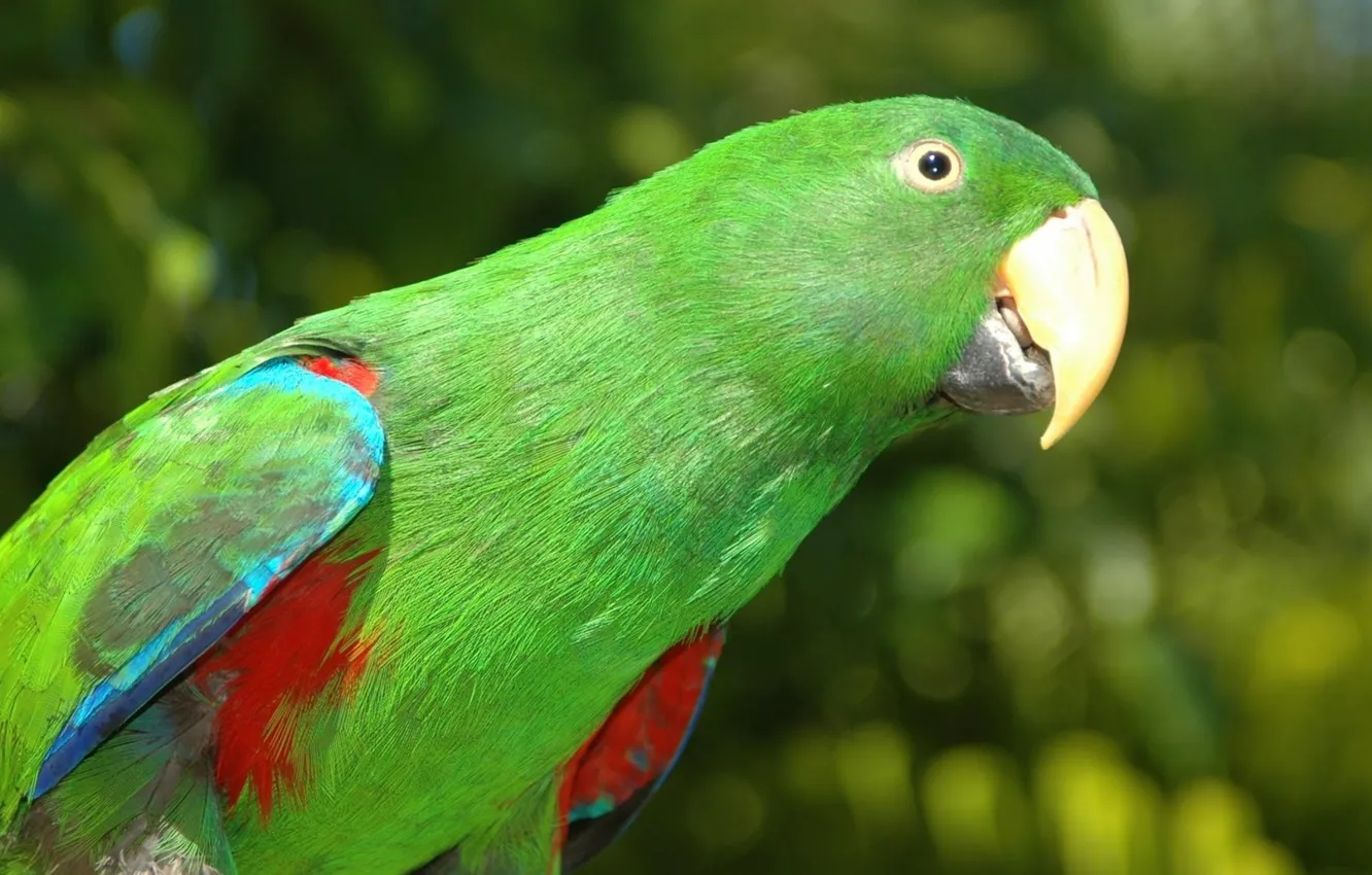 Фото обои птицы, зеленый, попугай