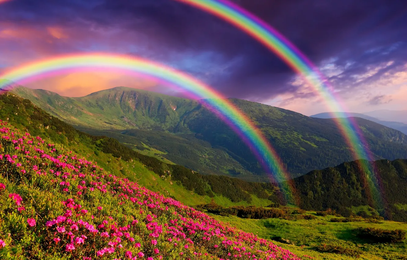 Фото обои пейзаж, цветы, горы, природа, радуга, landscape, nature, flowers