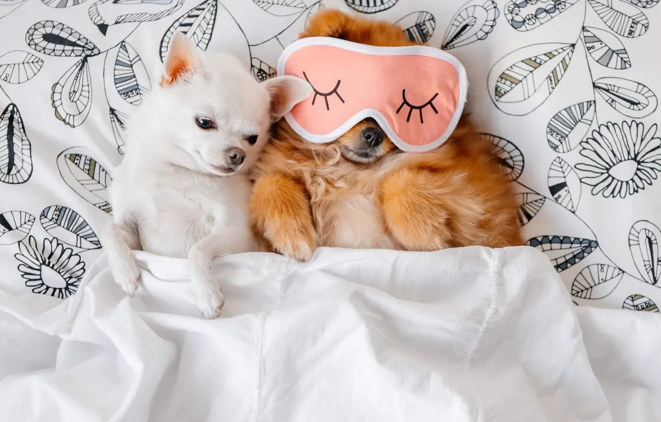 Фото обои собаки, кровать, маска, одеяло, собачки, спят
