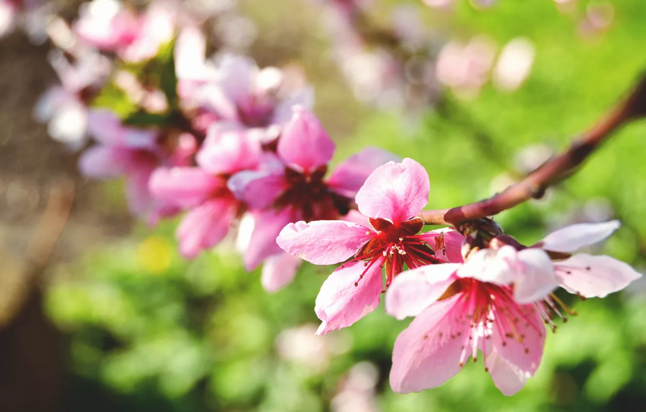 Фото обои цветок, макро, природа, весна, лепестки, ветвь, цветение, персиковое дерево