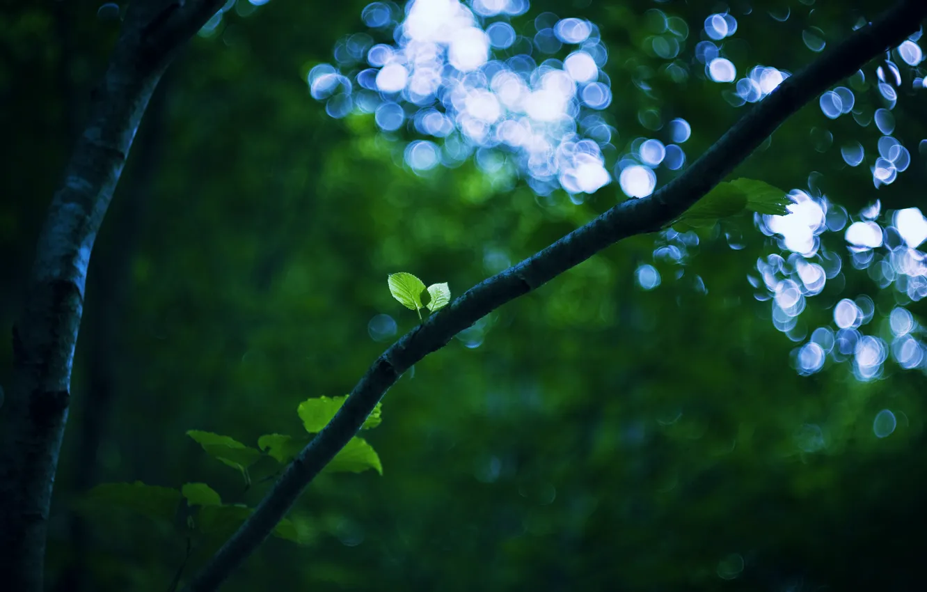 Фото обои зелень, небо, листья, свет, природа, лист, зеленый, блики