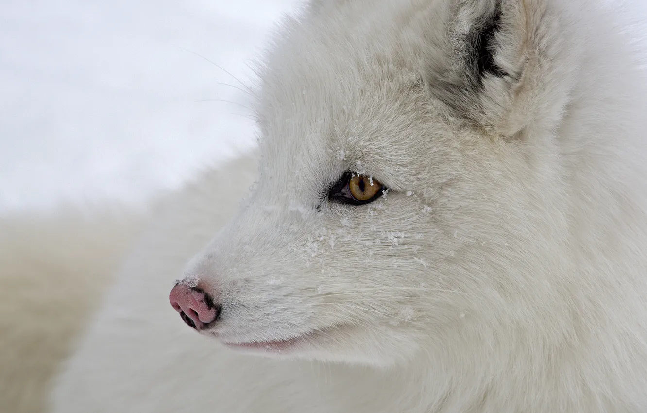 Фото обои white, eyes, snow, fur, Arctic fox