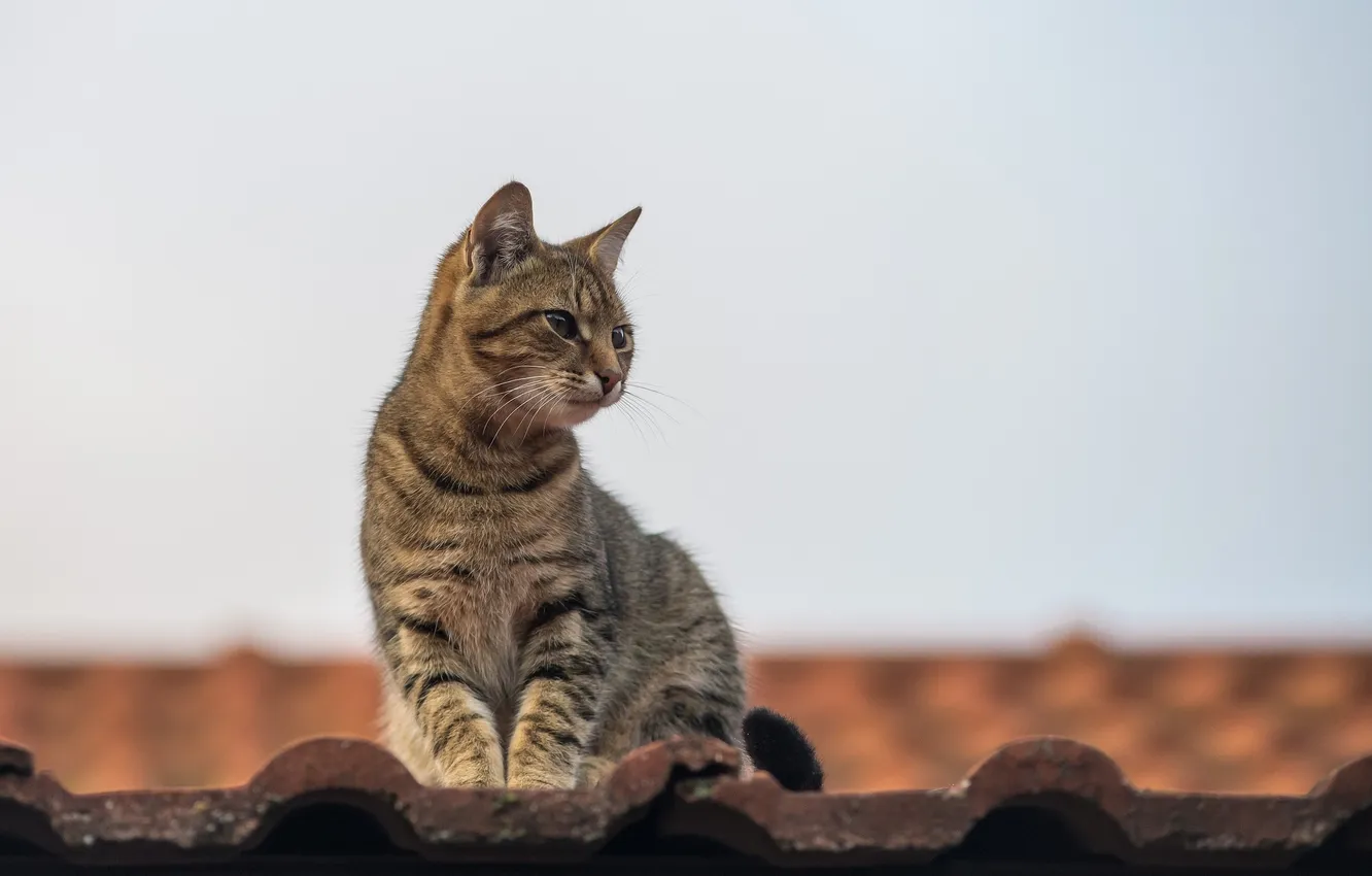 Фото обои крыша, кот, усы, взгляд