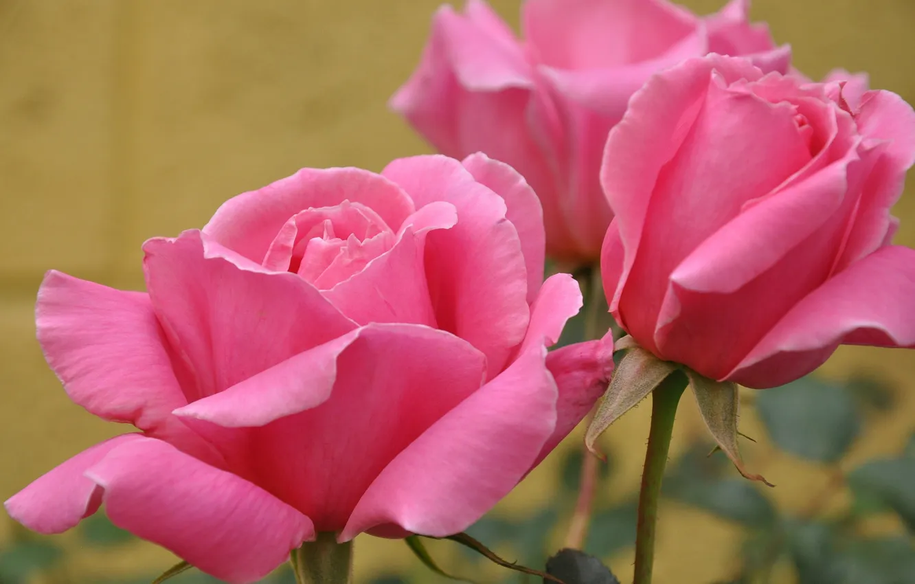 Фото обои фон, розы, розовые