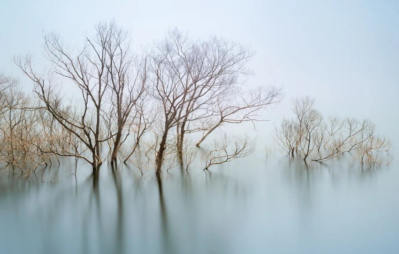 Фото обои вода, деревья, туман, водоем