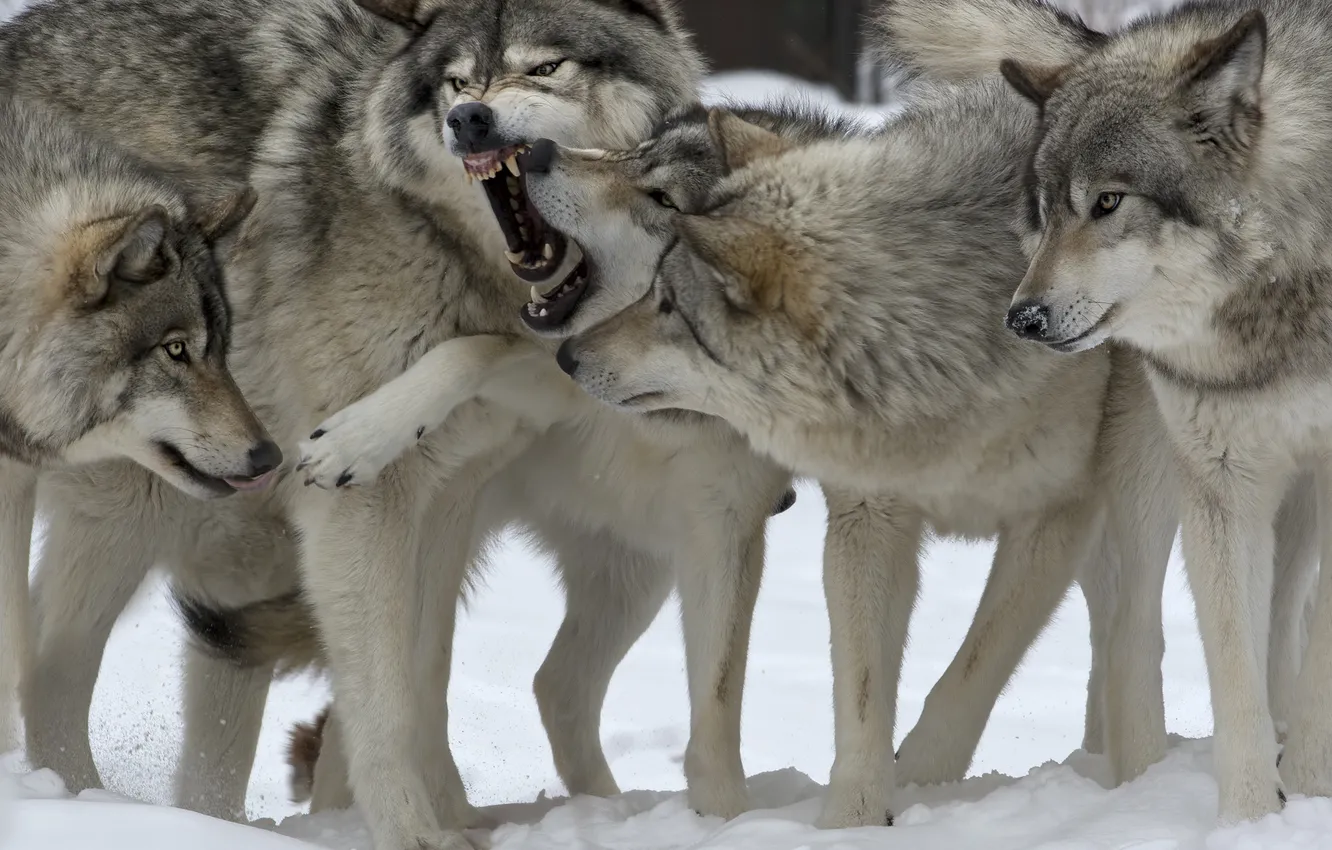 Фото обои животные, снег, природа, игры, пасть, волки, рычание