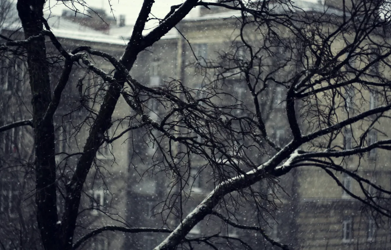 Фото обои снег, ветки, серость, дома, Дерево