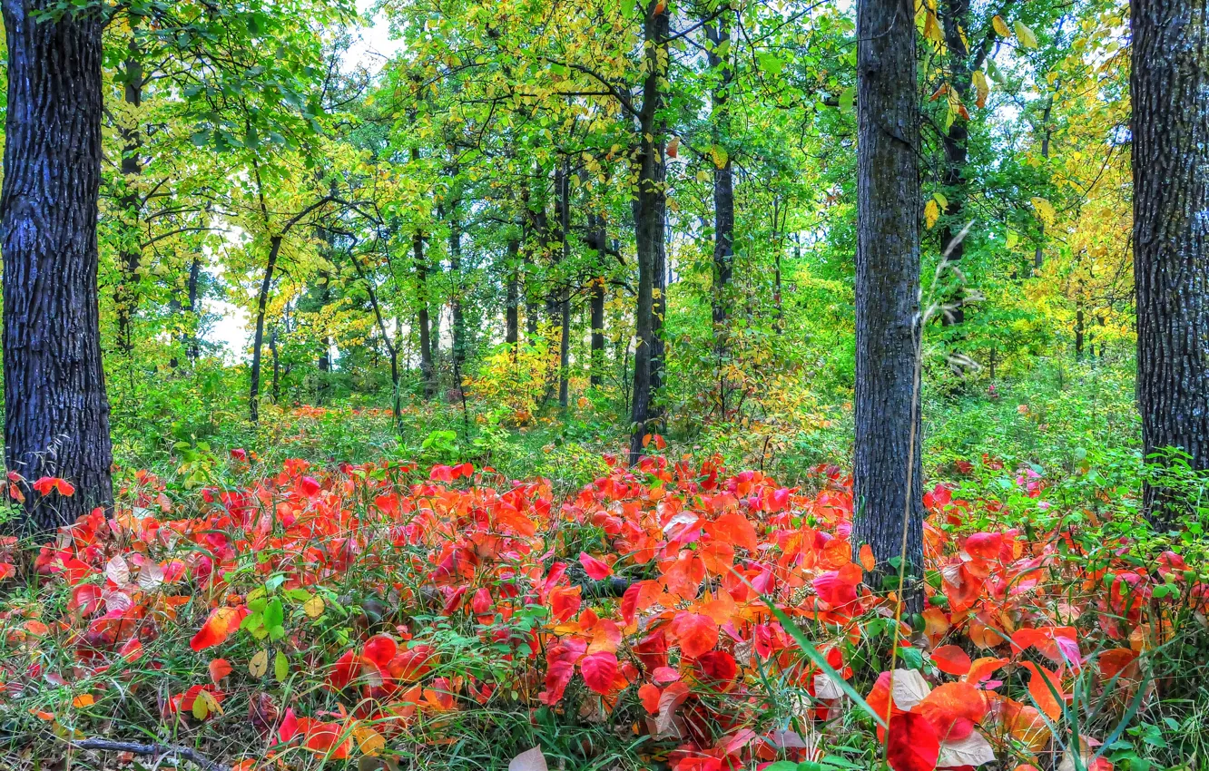 Фото обои осень, лес, трава, листья, деревья, кусты