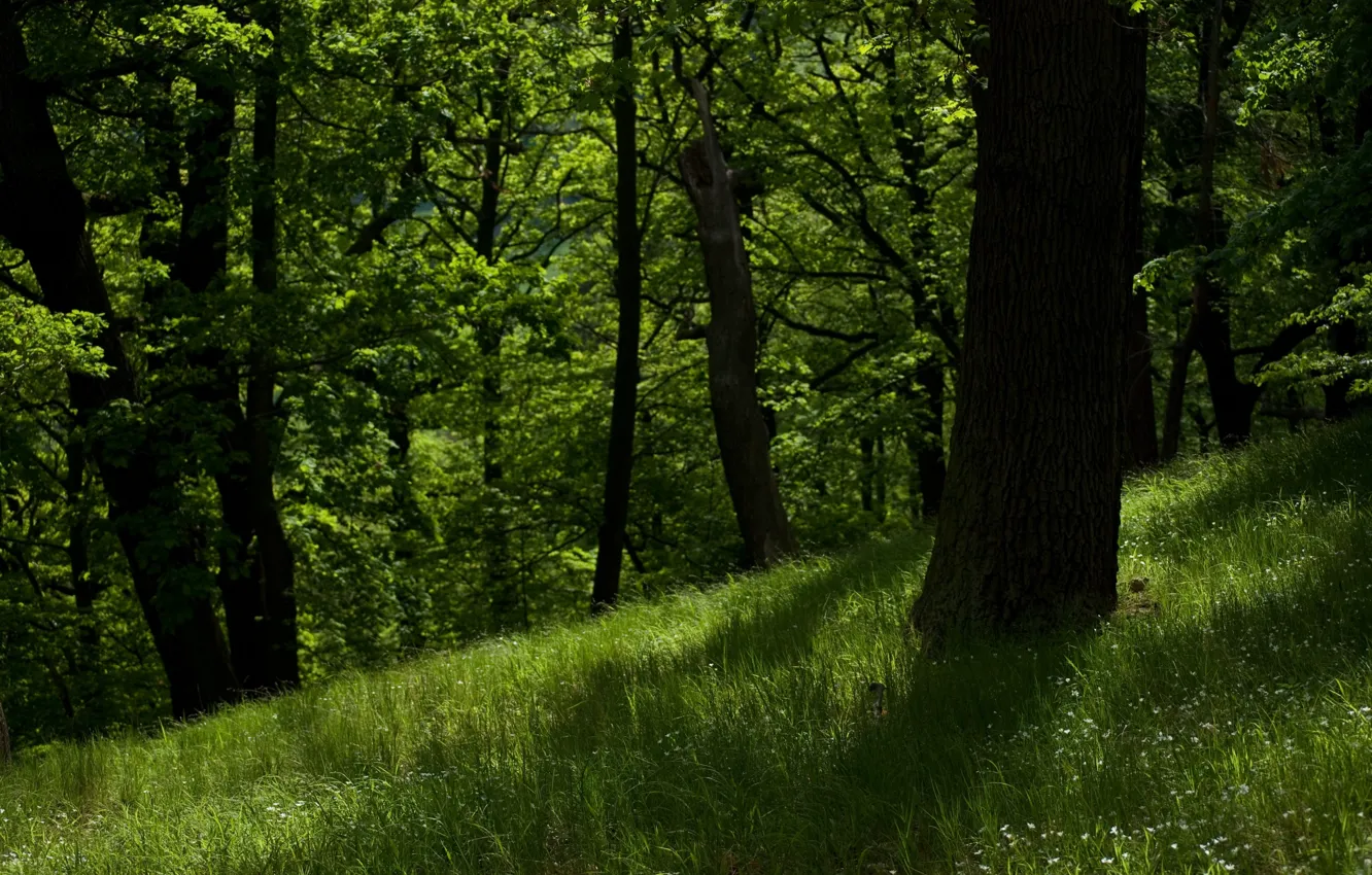 Фото обои зелень, лес, деревья, природа