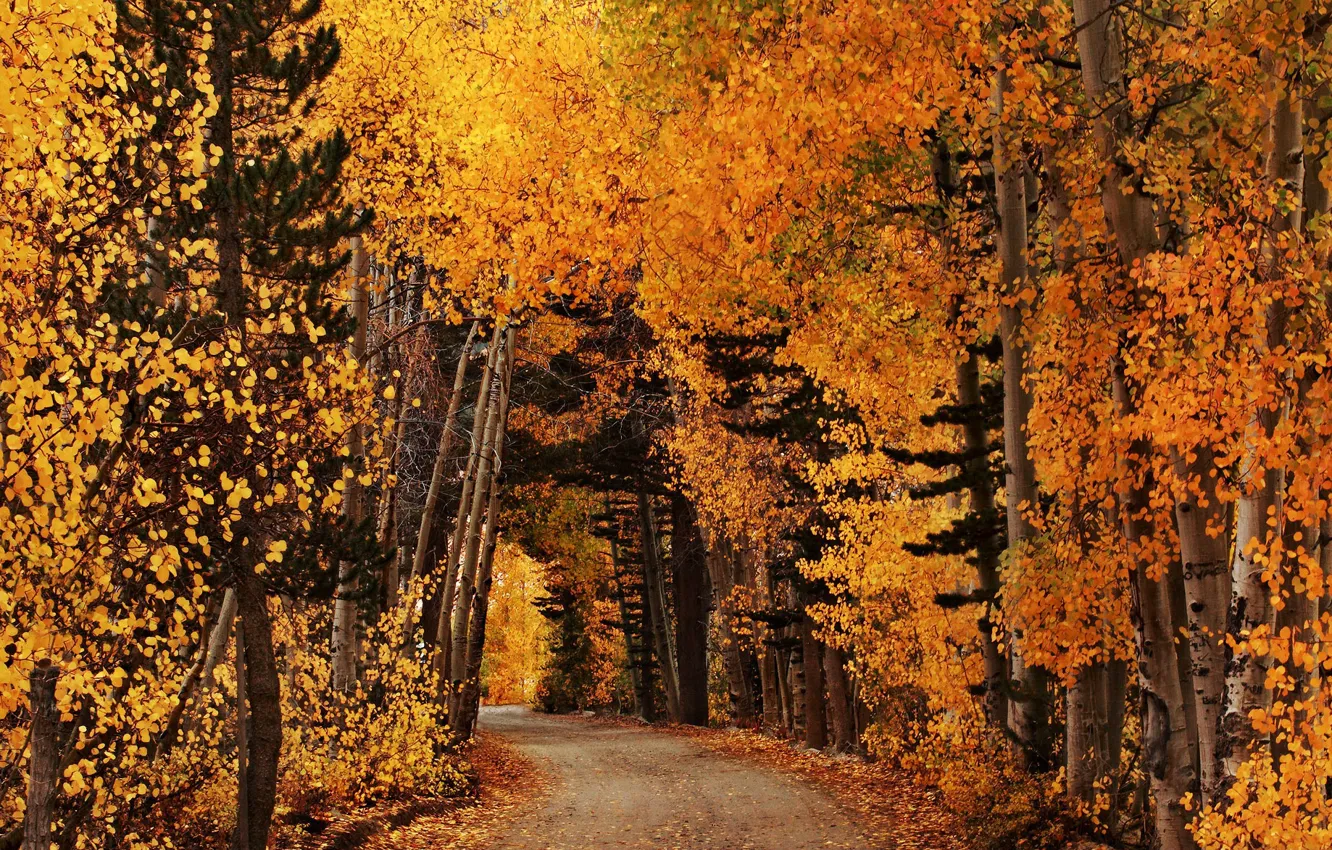 Фото обои дорога, осень, лес, листья