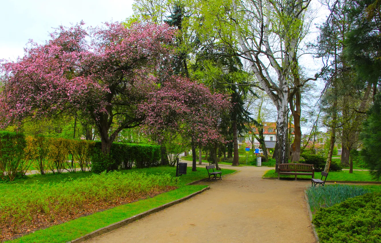 Фото обои Place, park, tree, spring, alley