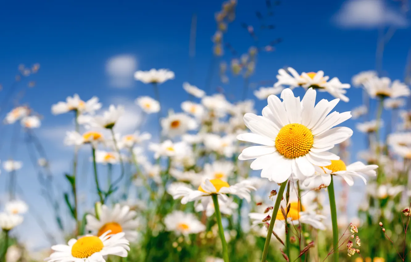 Фото обои поле, цветы, ромашки, chamomile, field flowers