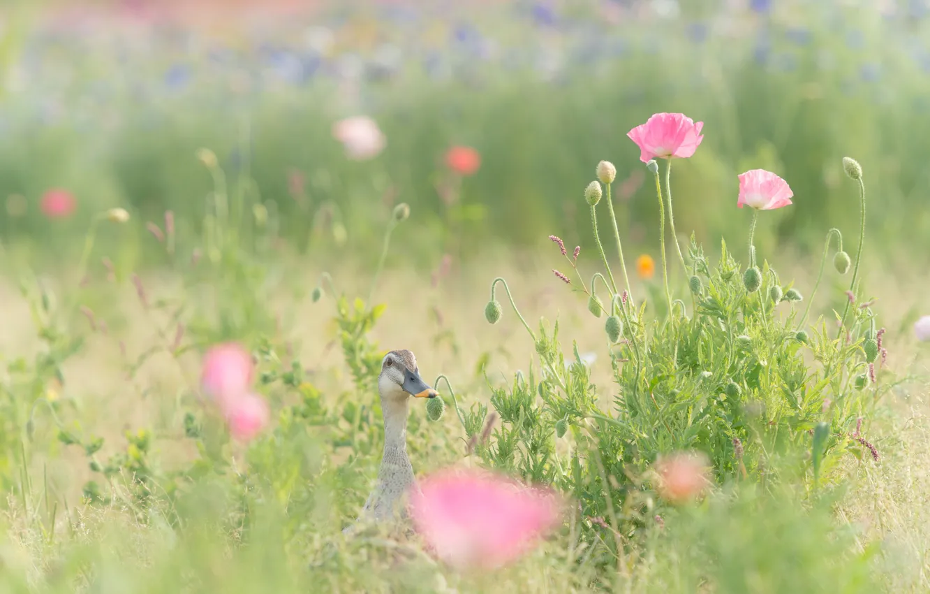Фото обои поле, трава, цветы, маки, розовые, утка