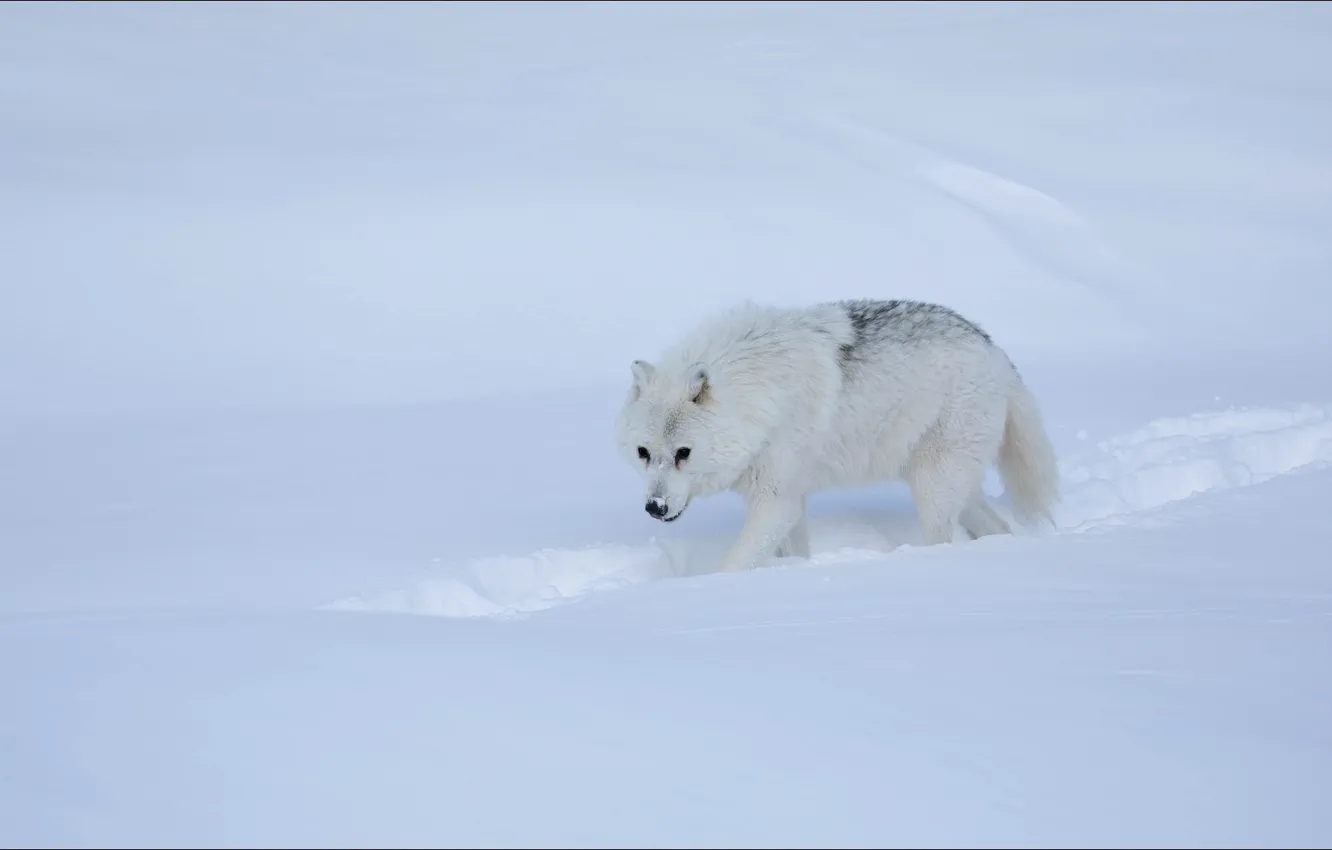 Фото обои winter, snow, wolf, step