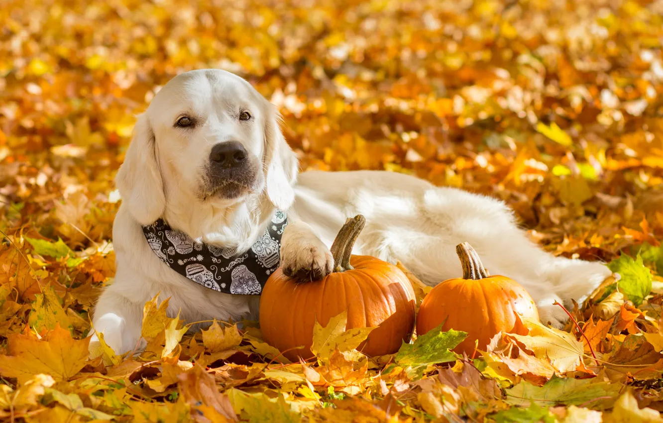 Фото обои осень, листья, листва, собака, тыквы, бандана, Голден ретривер, Золотистый ретривер