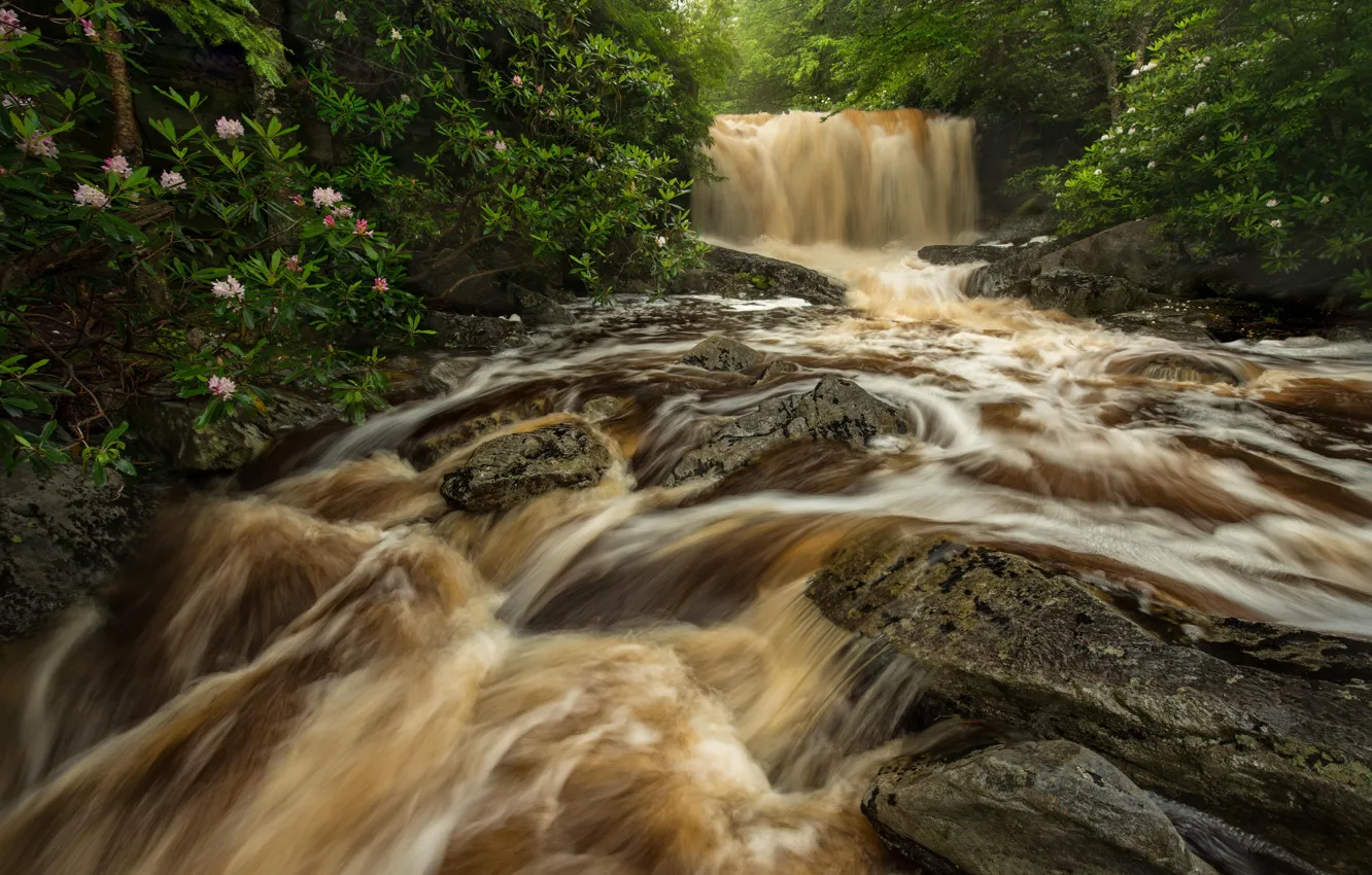 Фото обои лес, река, камни, водопад, поток, кусты, West Virginia, рододендроны