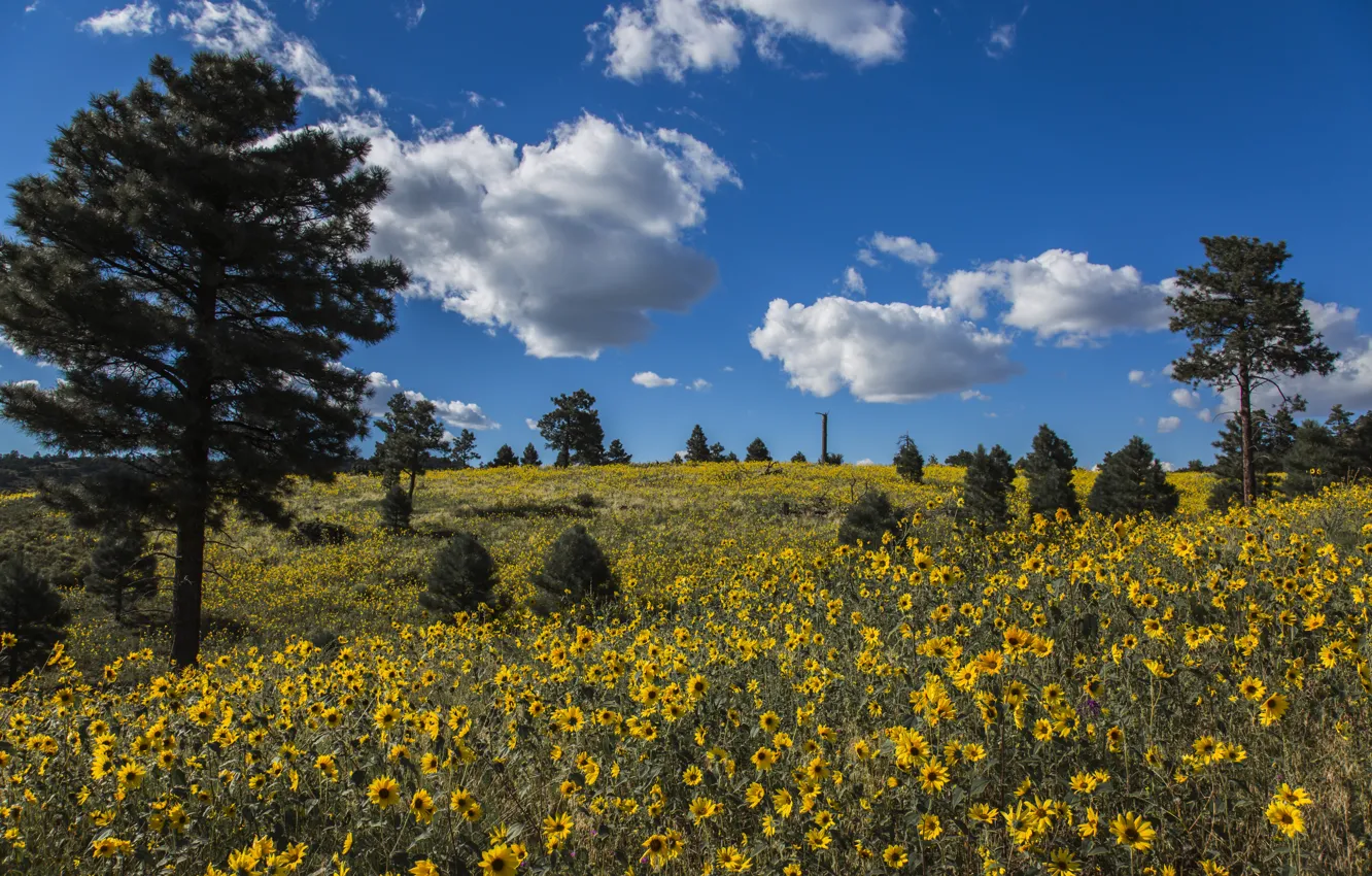 Фото обои облака, деревья, цветы, луг, Аризона, сосны, Arizona, Coconino National Forest