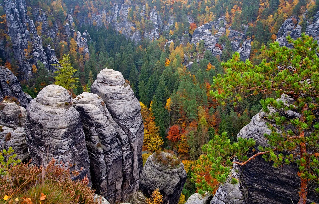 Фото обои осень, лес, деревья, камни, скалы, Германия, вид сверху, Saxon Switzerland National Park