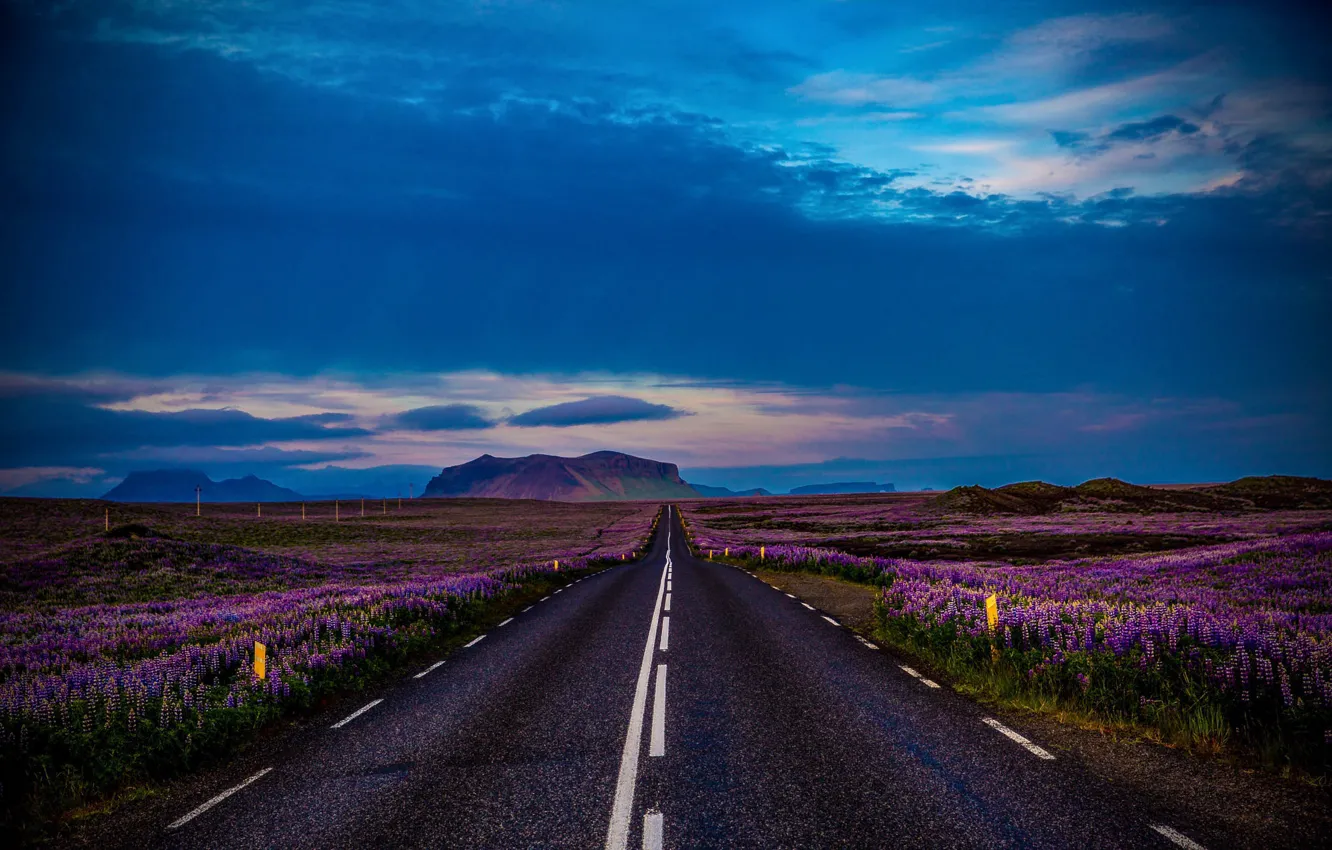 Фото обои дорога, пейзаж, цветы, горы, природа, поля, Исландия, люпины