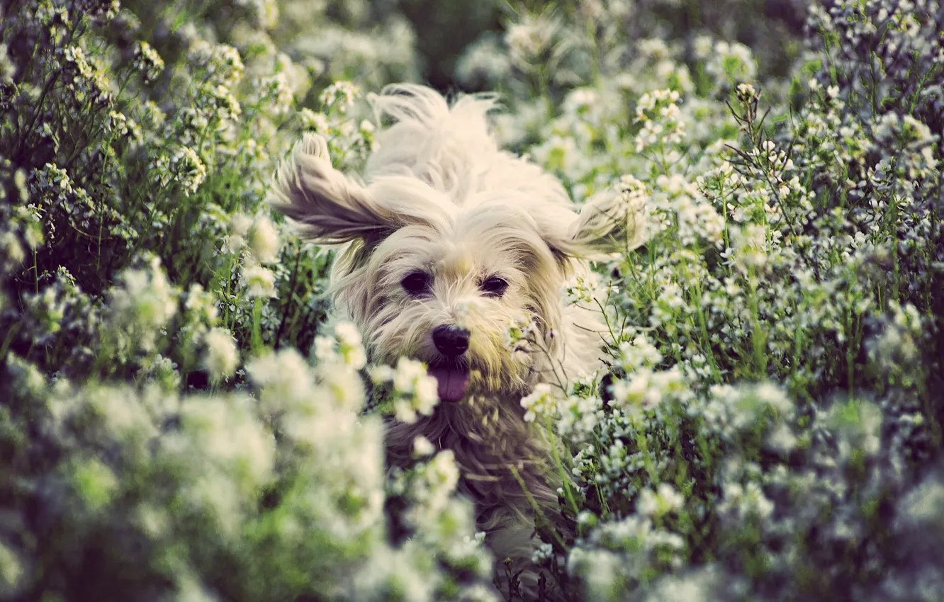 Фото обои радость, цветы, настроение, собака, пёсик, Котон де Тулеар