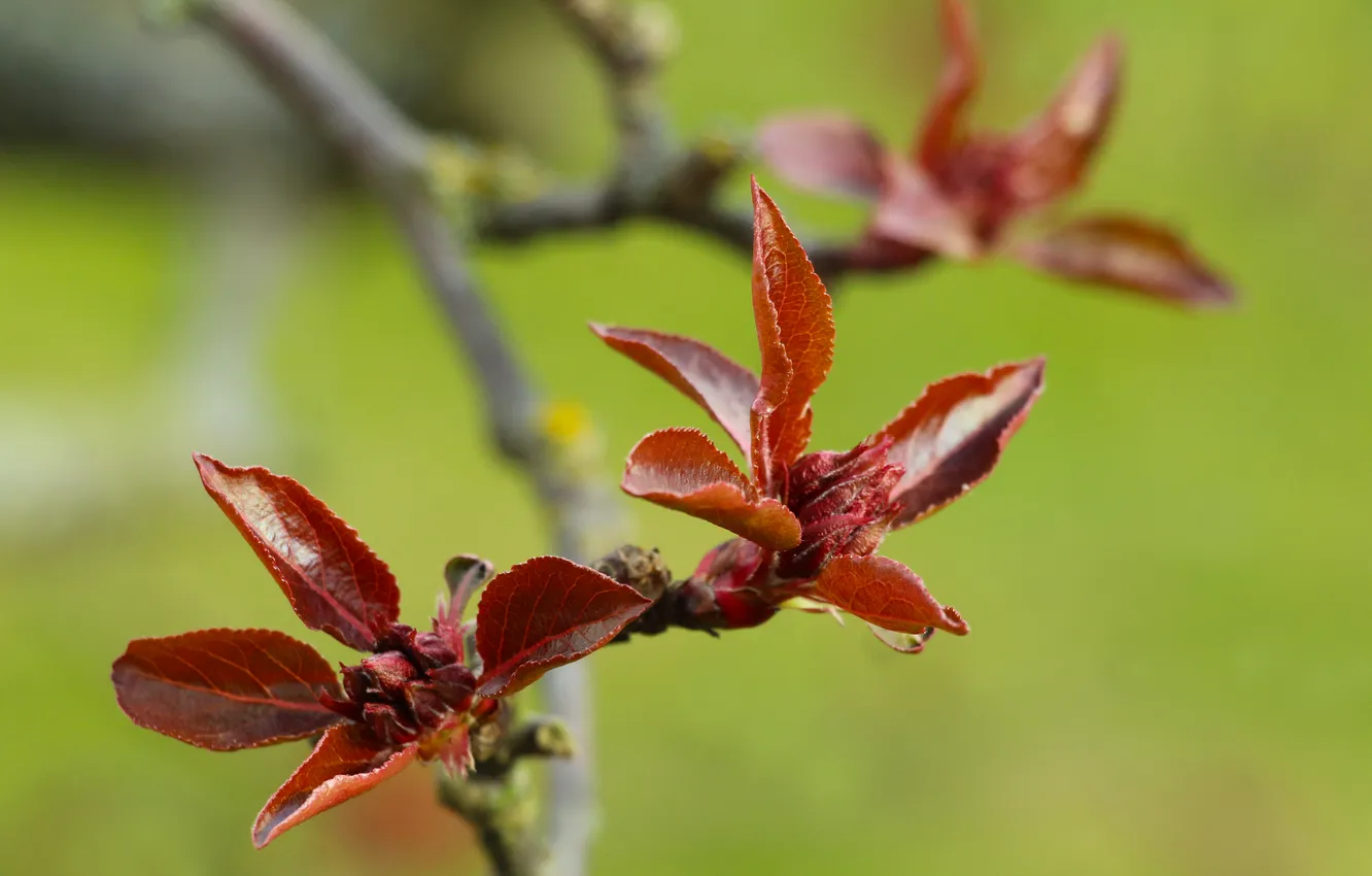 Фото обои red, leafs, spring, twig