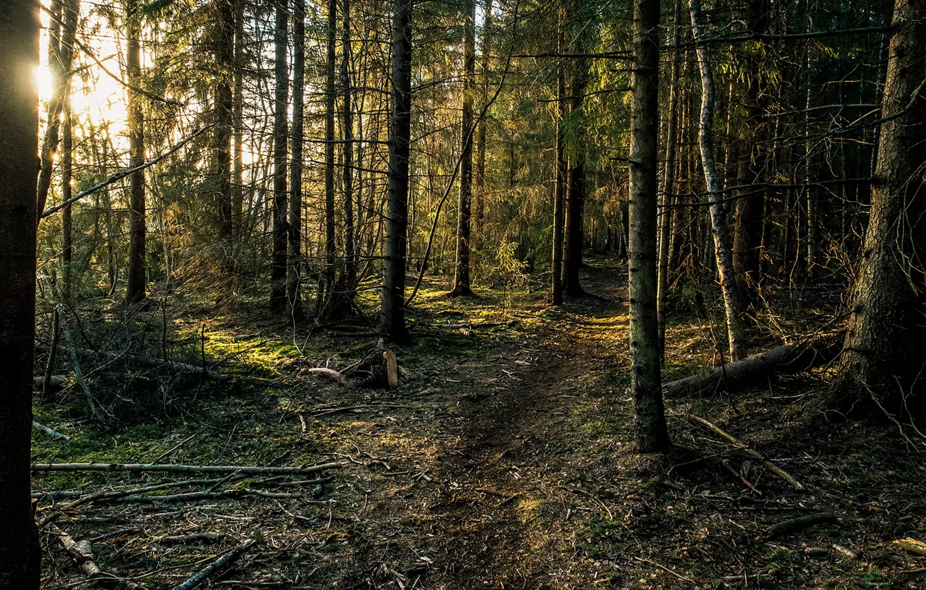 Фото обои деревья, ветки, рассвет, утро, Лес