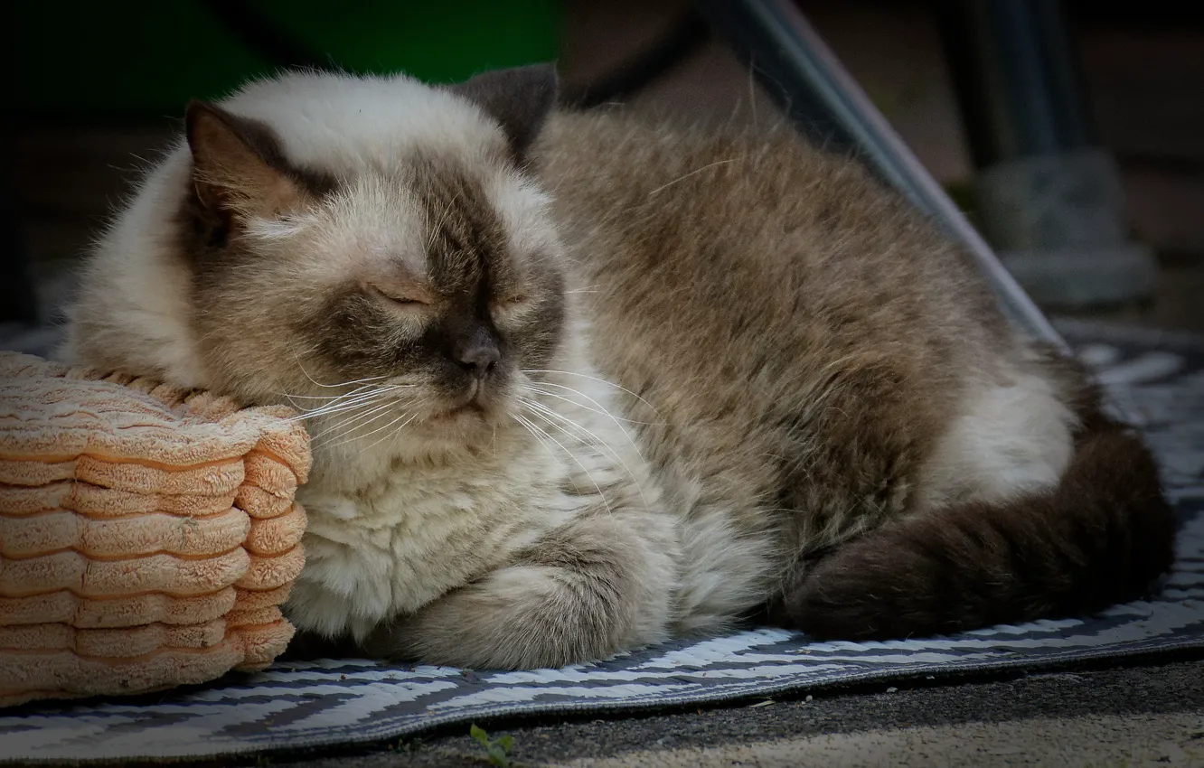 Фото обои подушка, дремлет, пушистая кошка, на ковре