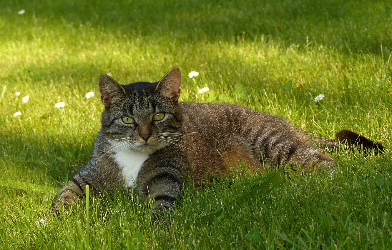 Фото обои отдыхает, полосатый кот, лежит в траве