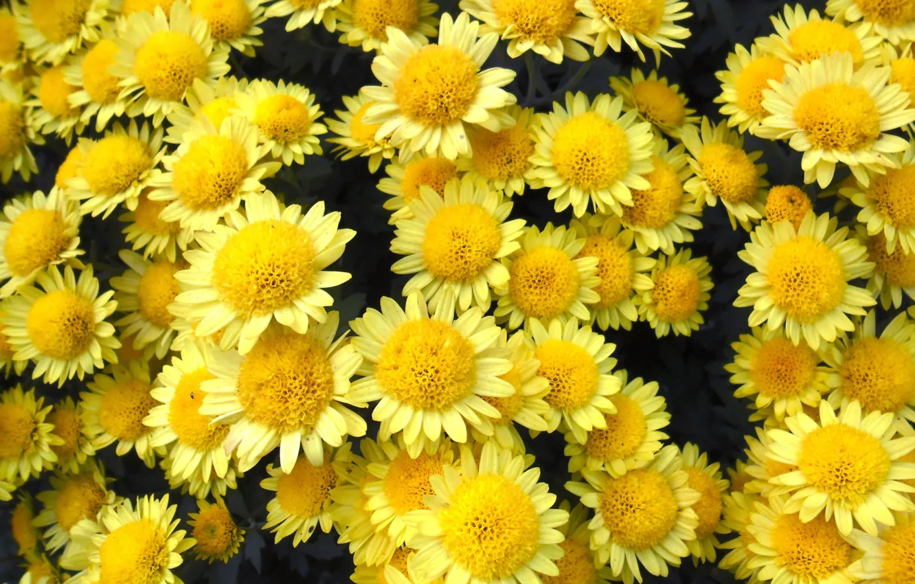 Фото обои цветы, хризантемы, жёлтые