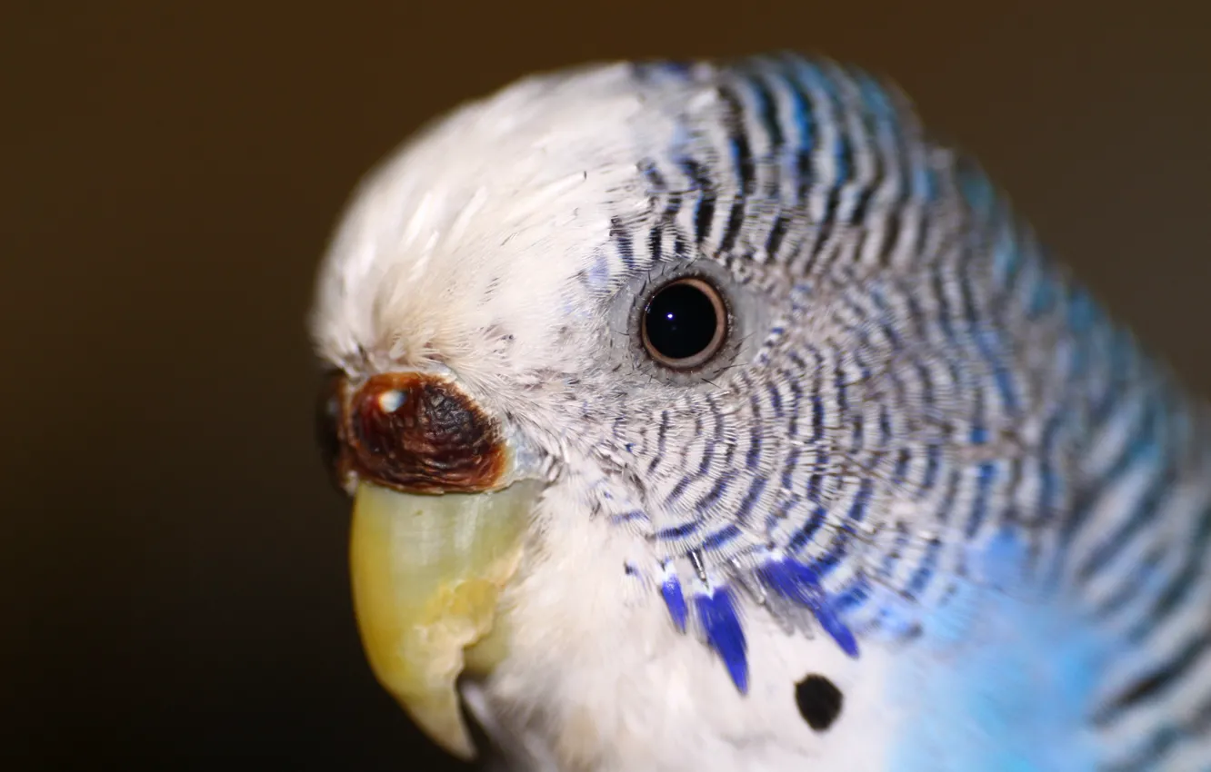 Фото обои глаз, животное, попугай, волнистый попугай